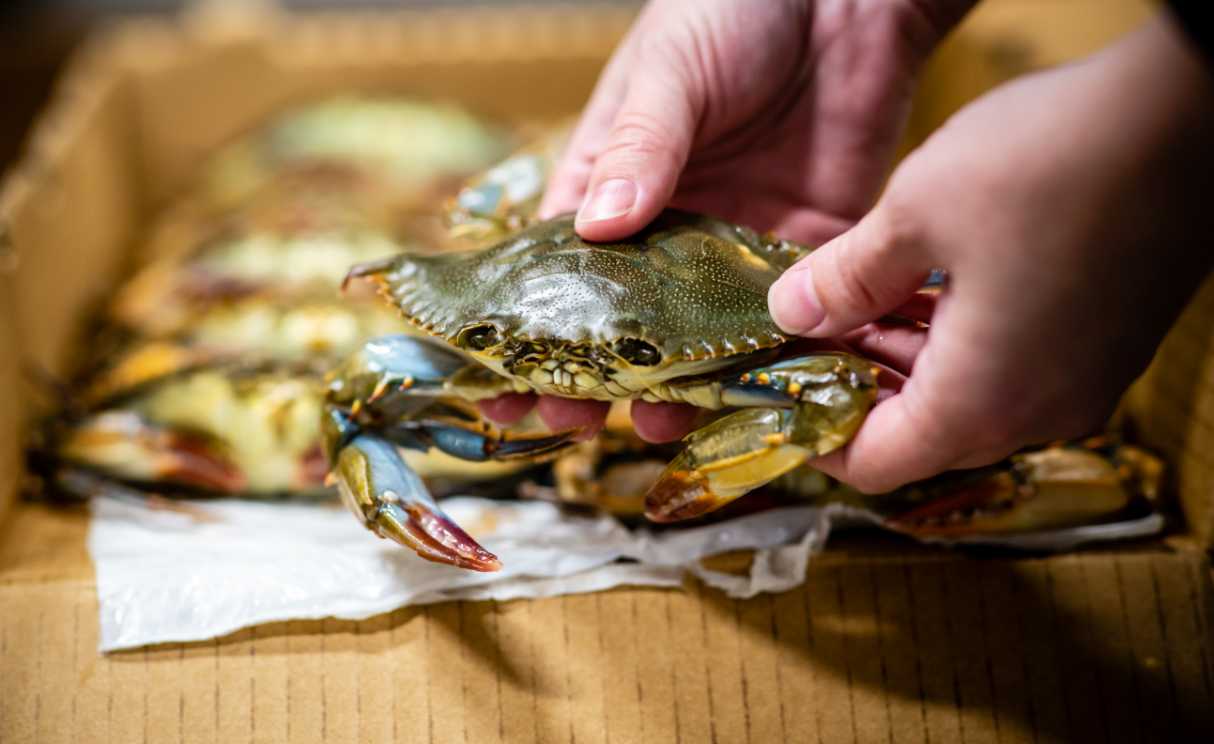 Hand holding Soft shell crab
