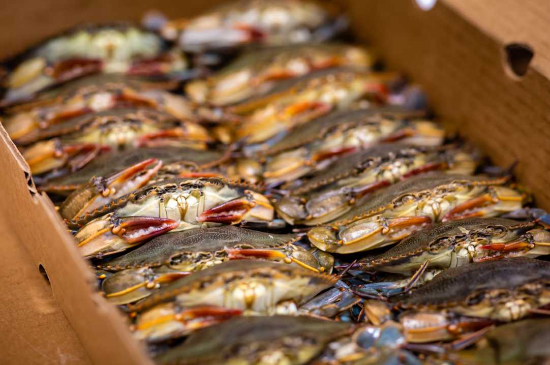 Soft Shell Crabs